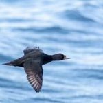 Bild 0 von Elfte Zugvogeltage im Anflug auf das Wattenmeer