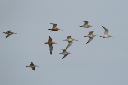 Bild 0 von 4. Zugvogeltage im Nationalpark Niedersächsisches Wattenmeer vom 6. bis 14.10.2012