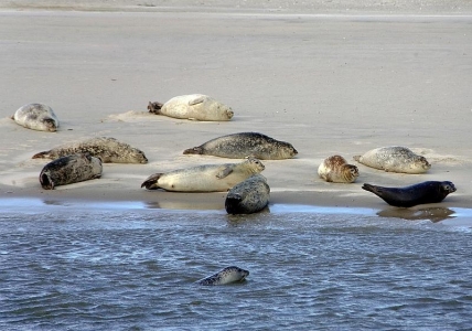 Bild 0 von Seehundzählung 2013: Seehundbestände im Wattenmeer stabil