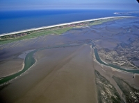 Bild 4 von Bei Ebbe offenbart das Wattenmeer seine Geheimnisse