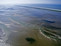 Bild 6 von Bei Ebbe offenbart das Wattenmeer seine Geheimnisse