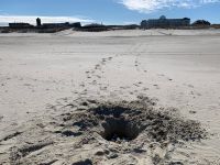 Bild 2 von Naturschützer rufen zur Schildkrötenhilfe am Strand auf