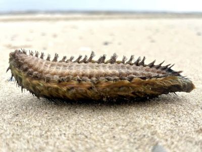 Bild 0 von „Seemaus“ am Juister Strand angespült
