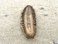 Bild 2 von „Seemaus“ am Juister Strand angespült
