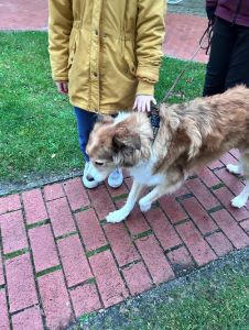 Bild 0 von Hunde 1x1 für Juister Kinder