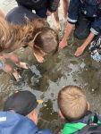 Bild 3 von Grundschüler der Inselschule Juist entdecken das Wattenmeer