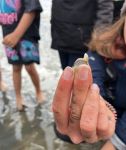 Bild 4 von Grundschüler der Inselschule Juist entdecken das Wattenmeer