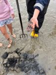 Bild 5 von Grundschüler der Inselschule Juist entdecken das Wattenmeer