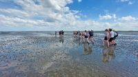 Bild 0 von Nationalpark Wattenmeer feiert 40-jähriges Jubiläum