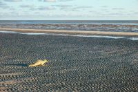 Bild 0 von Nachwuchs bei den Seehunden im Wattenmeer erwartet 